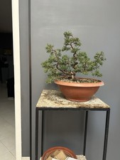 Pre Bonsai Ginepro Kishu Stile