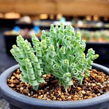 100 Semi Albuca Concordiana