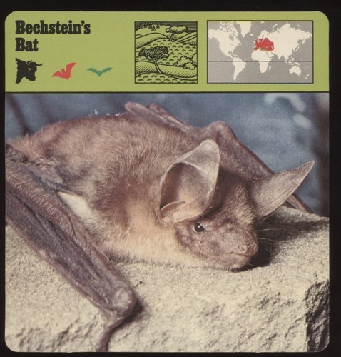 Bechstein bat safari - bat,