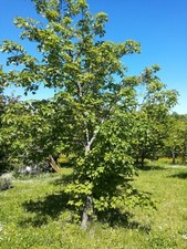 Pianta Plant acero campestre