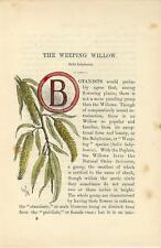 Stampa antica CAPOLETTERA B e SALICE PIANGENTE botanica 1890 Old Antique print