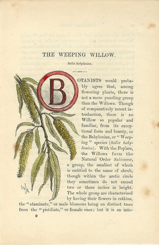 Stampa antica capolettera e - antica,