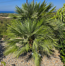 Chamearops humilis - palma -