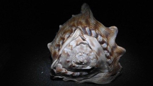 Enorme gigante xxl - enorme/gigante, xxl>casco