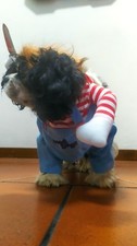 Divertente costume per cane