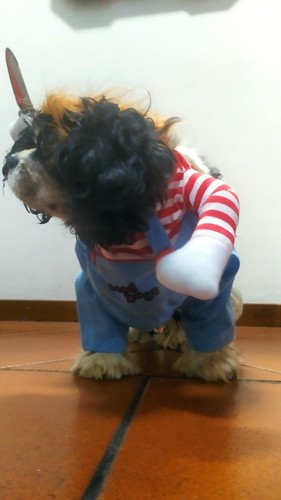 Divertente costume per cane