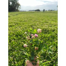 Semi perenni Plot Mix Food