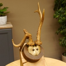 Capriolo Grandi Cervi Bock