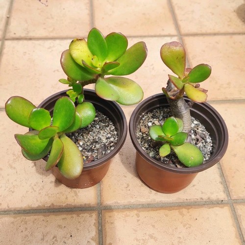 Vaso cm crassula - Ø,