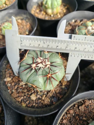 Rara pianta succulenta