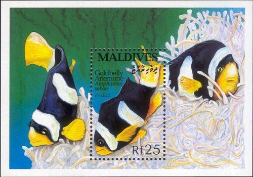 Maldive 1993 anemone - maldive,