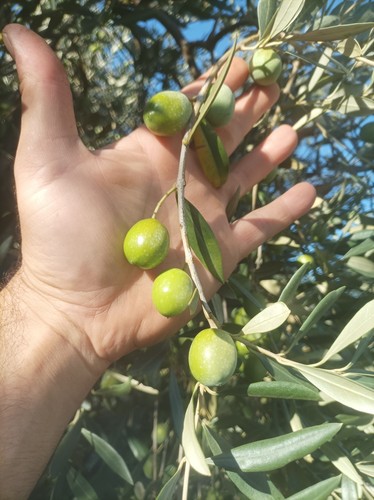 Olio evo sicilia - evo,
