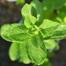 Pianta Menta Marocchina