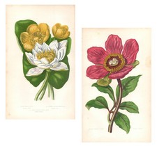 Stampe antiche FIORI NINFEE e
