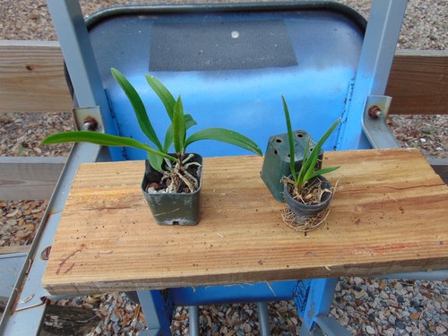 Tag oncidium tolumnia - no, oncidium/tolumnia