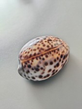 Conchiglia cypraea tigris - conchiglia,