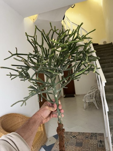 Bonsai euphorbia tirucalli - bonsai,