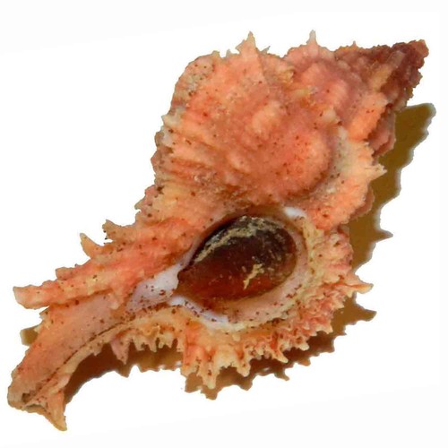 Murex gloriosus 40 - gloriosus, mm