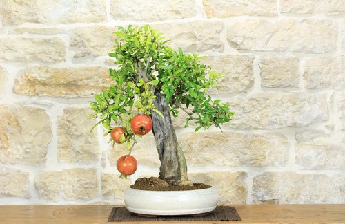 Bonsai melograno - di, (136)