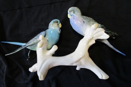 Coppia parrocchetti ondulati