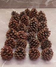 PIGNE NATURALI DECORATIVE
