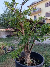 Bonsai prebonsai Melograqno