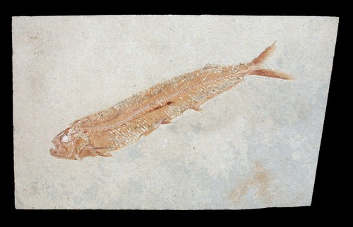 Gesso eubiodectes libanicus - gesso,