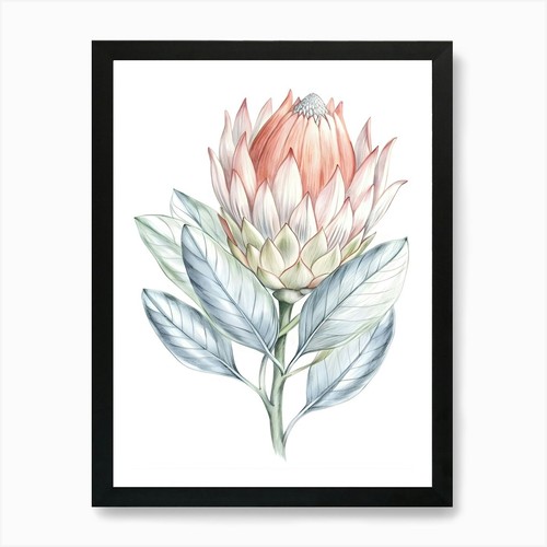 Acquerello protea flower art - acquerello,
