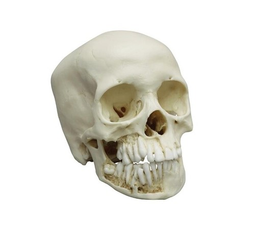 Cranio per bambini anni - 12,