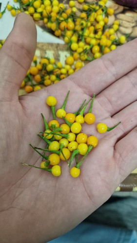 Peperoncino più costoso - , al
