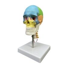 Modello di cranio umano