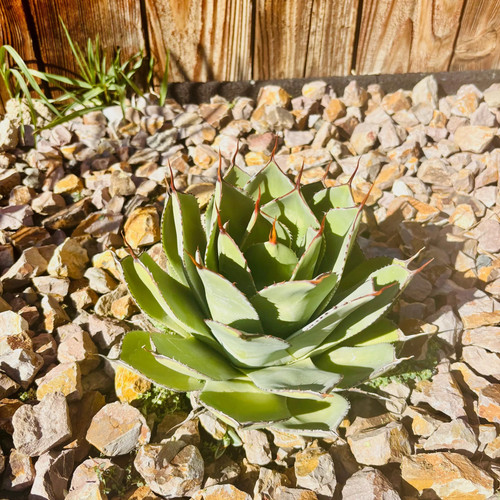 Agave parryi var truncata - parryi,