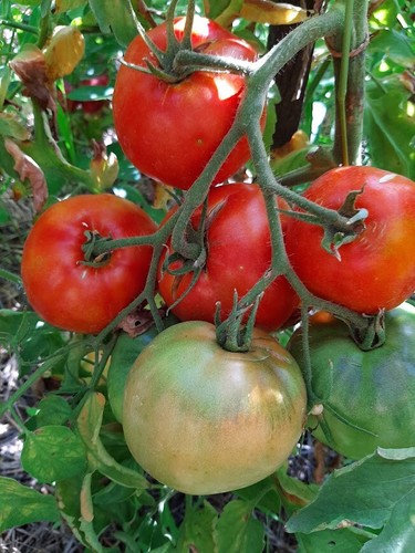 Pomodoro ideal semi - pomodoro,