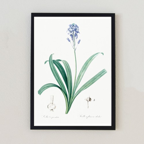 Fiore botanico illustrazione