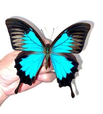 Insetto Farfalla Falena