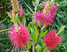 CALLISTEMON "Rince Bouteilles", Laevis, plant de 50cm!!