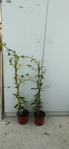 Pianta edera variegata - di,