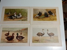 1899 1900 stampa antica - 1899-1900,