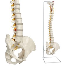 Modello colonna vertebrale - modello,