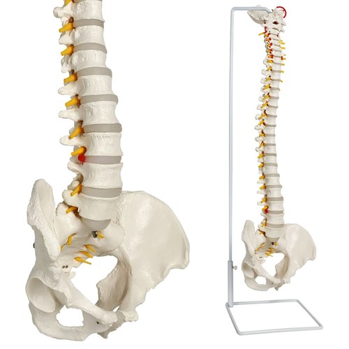 Modello colonna vertebrale - colonna,