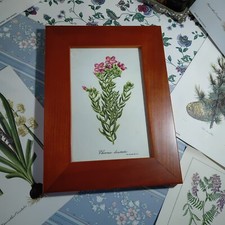 qb8) Cornice Legno Stampa Vintage Fiori Botanica Chironia Fiori 