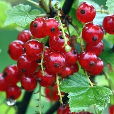 PIANTA DI RIBES in vaso 16/18