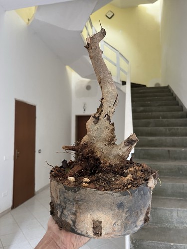 Bonsai olivastro pianta - bonsai, .pianta
