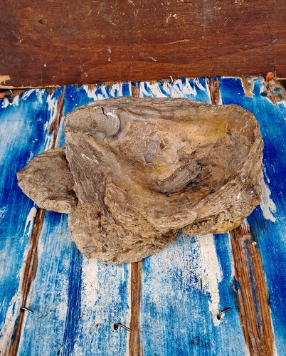 Fossile conchiglia bivalva - di,