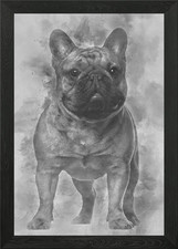 Bulldog francese cucciolo 4