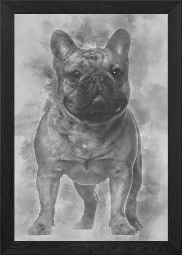 Bulldog francese cucciolo - , 4