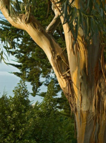 Eucalyptus globulus - globulus,