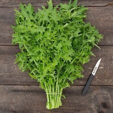 Senape Golden Frills -