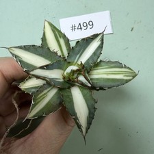 Rare Cacti Agave titanota