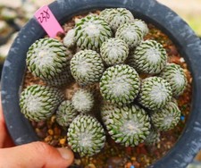 Pelecyphora aselliformis